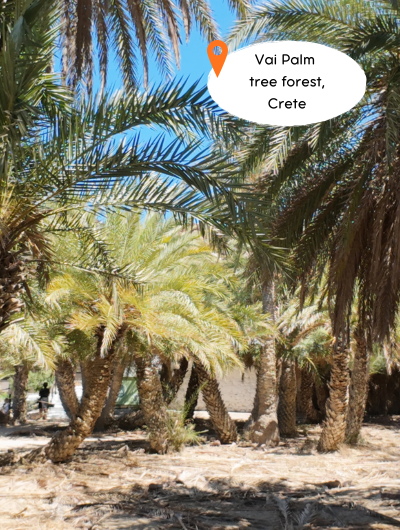 Vai Palm Tree forest solo travel Greece