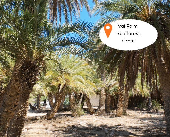 Vai palm tree forest Crete solo travel destination